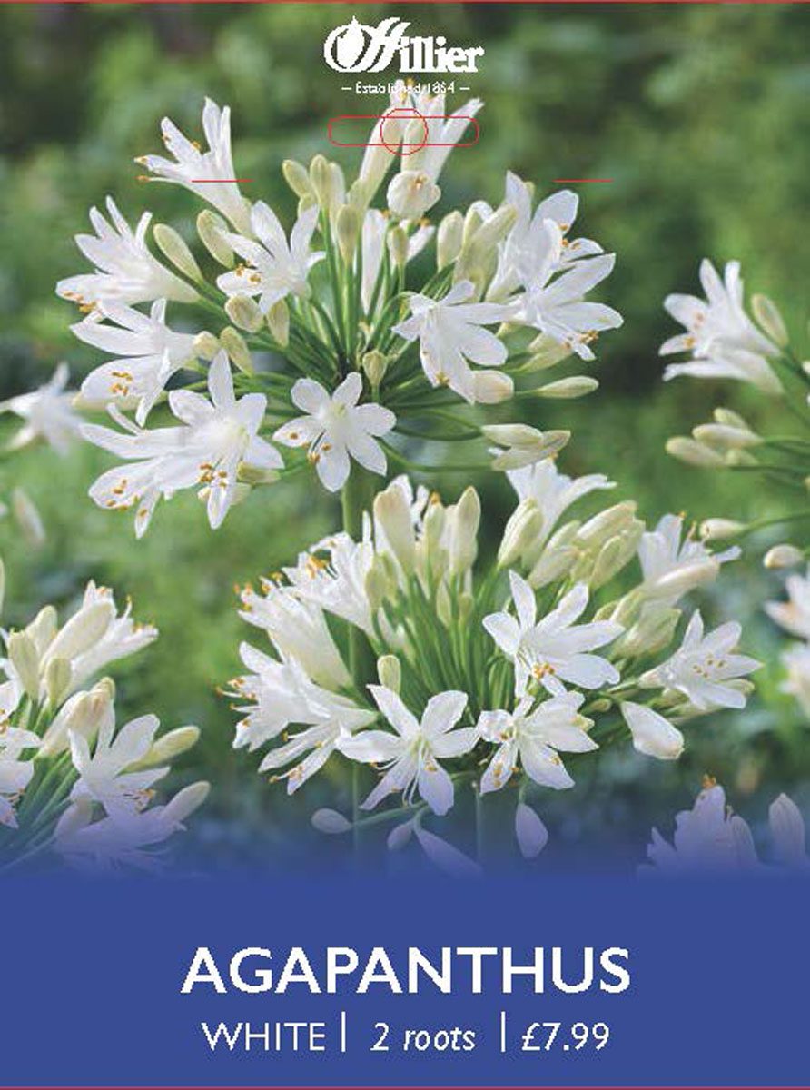 8718641970423 1 Agapanthus White.jpg